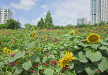 인천시 미추홀구, 용정공원 동산에 백일홍·해바라기 만개로 볼거리 제공