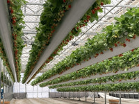 이천시, ‘딸기 재배’ 실습 스마트팜 임차인 모집