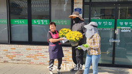 강진군, 읍시가지 가을 국화 전시