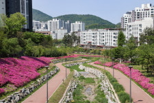 의왕시, 백운밸리 바라천 봄빛 머금은 철쭉길…“조용한 힐링 명소”