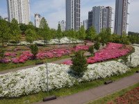 인천시 남동구 구월아시아드선수촌근린공원, 5만 송이 철쭉의 향연