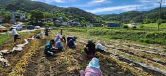 합천군 묘산면사무소 직원들,  농촌일손돕기 나서 농가에 힘 보태