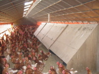 닭농장 위해요소 제거방안