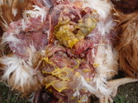 산란계 농장에서 대장균 예방을 위한 대장균 자가 백신 활용