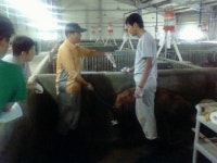 재래돼지 인공수정 및 사양관리기술 교육