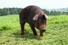 축진듀록, 만족도 매우 우수