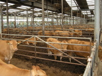 한우 분만시 BCS 4∼6수준 유지해야