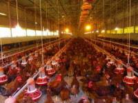 토종닭협회, 6월까지 종계장 실태조사