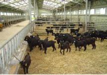 흑염소, 젖 뗀후 암수 분리 사육해야 