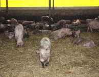 벤치마킹 / 가나안농장