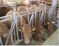 저능력 한우 암소로 소득 향상 가능