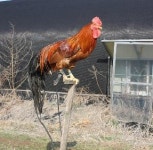 한국재래닭 FAO DAD-IS 등재