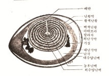 양계칼럼 / 신비한 영양의 보고, 계란