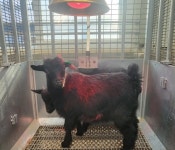 갓 태어난 새끼 염소 초유(初乳) 빨리 먹여야