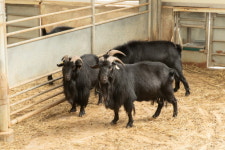 염소, 유전자 분자표지 개발