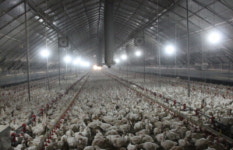 양계농장 생산성과 환경 개선의 솔루션 이오렉스