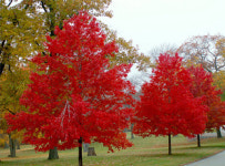 가족과 함께 설악 가을단풍여행 ..100만원대 펜션콘도회원권 특판 추천!