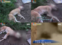 ‘황구 학대사건’ 충격…황혜영·김창렬·2PM 준호 분노 “무식한 야만인”