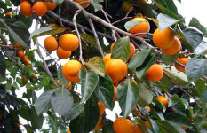 이 비 그치면 우리 맘도 물들리라