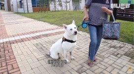 SBS TV동물농장 유튜브 예고편 장애견 희화화