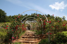 붉은 장미의 유혹, 양지암 장미축제