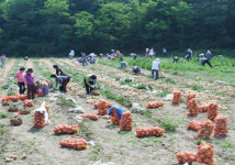 거제시, 장목 송진포 양파단지 일손 돕기