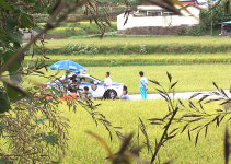 대나무 꽃 ... 관광객 발길 이어진다