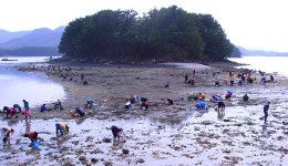 거제 칠천도 옥계마을 바지락 캐기 체험