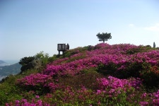 부산시, ‘봄꽃 명소 10選’ 선정