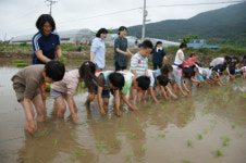 외간초등학교 학생 학부모와 모내기 해요