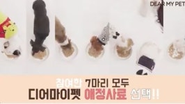 디어마이펫 강아지사료 기호성테스트 영상 페이스북 150만뷰 돌파
