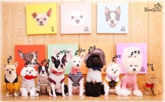 대구 애견카페 ‘보키네 강아지’ 허니브레드 무료증정 이벤트 진행