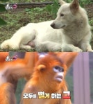 ‘TV 동물농장’ 불량엄마 백구의 가슴 찡한 반전 & 황금원숭이 신비, 폭군 아빠가 된 이유는?