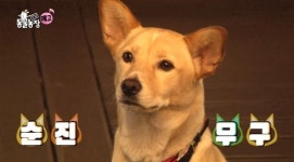 ‘TV동물농장’ 꽁냥꽁냥 환상 궁합 자랑하는 반려견 누리 X 길고양이, 숨겨진 말 못할 사연은?