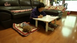 ‘TV동물농장’ 낭만 고양이 진주-구름이-호야-춘장이-오봉이-봉순이 근황 공개