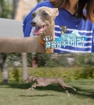 ‘세상에 나쁜 개는 없다’ 겁 많은 얼음공주 이탈리안 그레이하운드 메리, 강형욱 훈련사가 제시한 솔루션은?