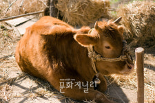 우수한 한우(韓牛), 브랜드도 가지가지