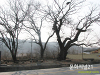 率禮村(솔례촌) 玄風郭氏 12旌閭閣(현풍곽씨 12정려각)