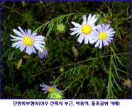 우리나라 고유 들꽃 단양쑥부쟁이 자취를 감춘다