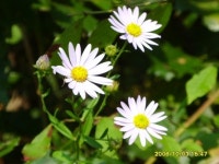 흔들리며 피는 꽃