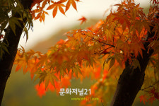 마음에도, 얼굴에도 오매! 단풍들겄네