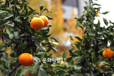 청계광장에 마련된 제주감귤밭
