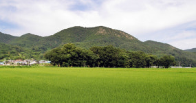 영덕 도천리 도천 숲 등 3건 천연기념물 지정