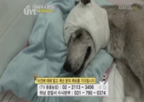 황구사건 서명 운동 4만명 넘어 용의자 공개수배 꼭 잡아라