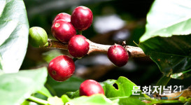 우리가 마시는 커피, 어디에서 수입되나