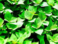 농진청, 깻잎에 ‘치매예방’ 성분 들어있다