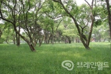 [포토] 멋스러움이 살아있는 오릉의 나무들