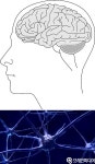 [양현정의 뇌활용연구실 7편] 시냅스(synapse)를 벗어나자