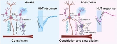 수면 중 뇌혈류 조절하는 핵심 뉴런(Neuron) 찾았다