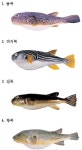 치명적인 유혹, 복어